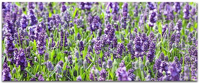 Attirer des papillons au jardin avec des fleurs à foison